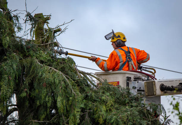 Best Tree Removal  in Stanford, KY