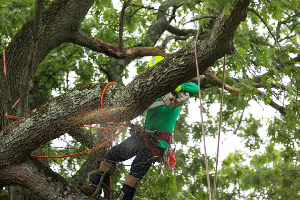 How Our Tree Care Process Works  in  Stanford, KY