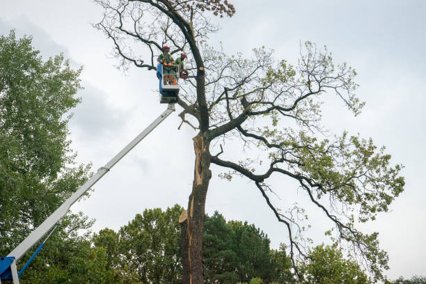 Best Arborist Consultation Services  in Stanford, KY