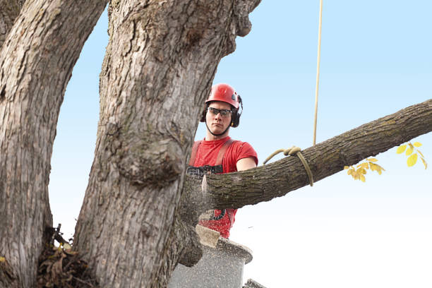 Trusted Stanford, KY Tree Removal Services Experts