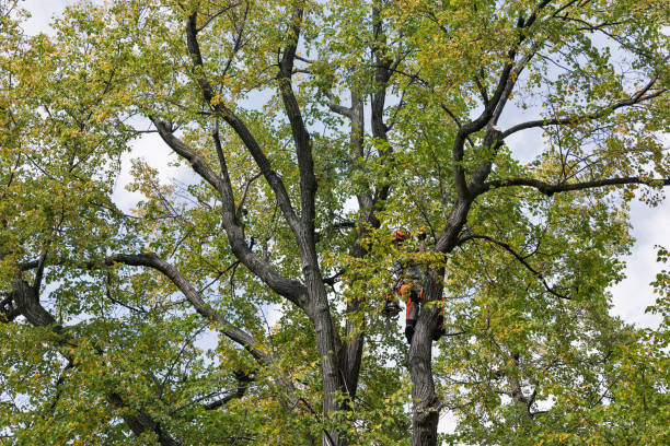 Best Seasonal Cleanup (Spring/Fall)  in Stanford, KY